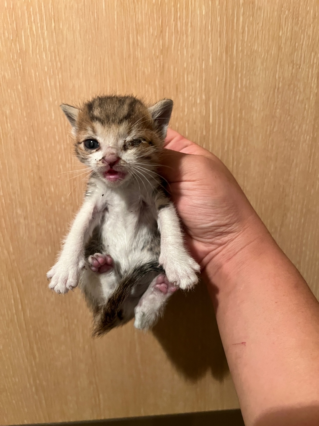 부산동물보호센터_426325202400430